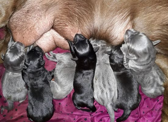 Labrador Welpen In Nordrhein Westfalen Siegen Labrador Und Labradorwelpen Kaufen Ebay Kleinanzeigen